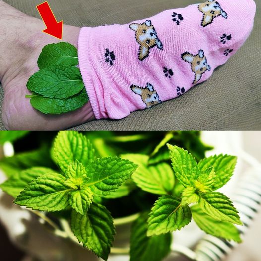 Just 1 Mint Leaf on Your Feet 1
