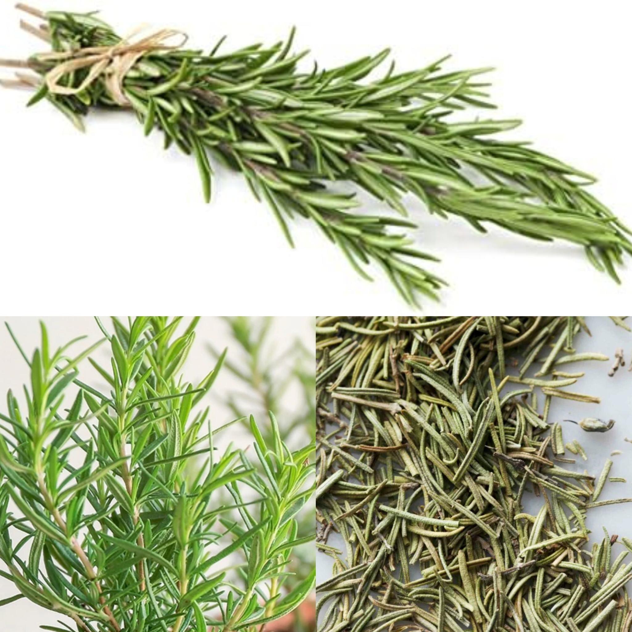 10 Potent Health Advantages of Rosemary You Were Unaware Of 1