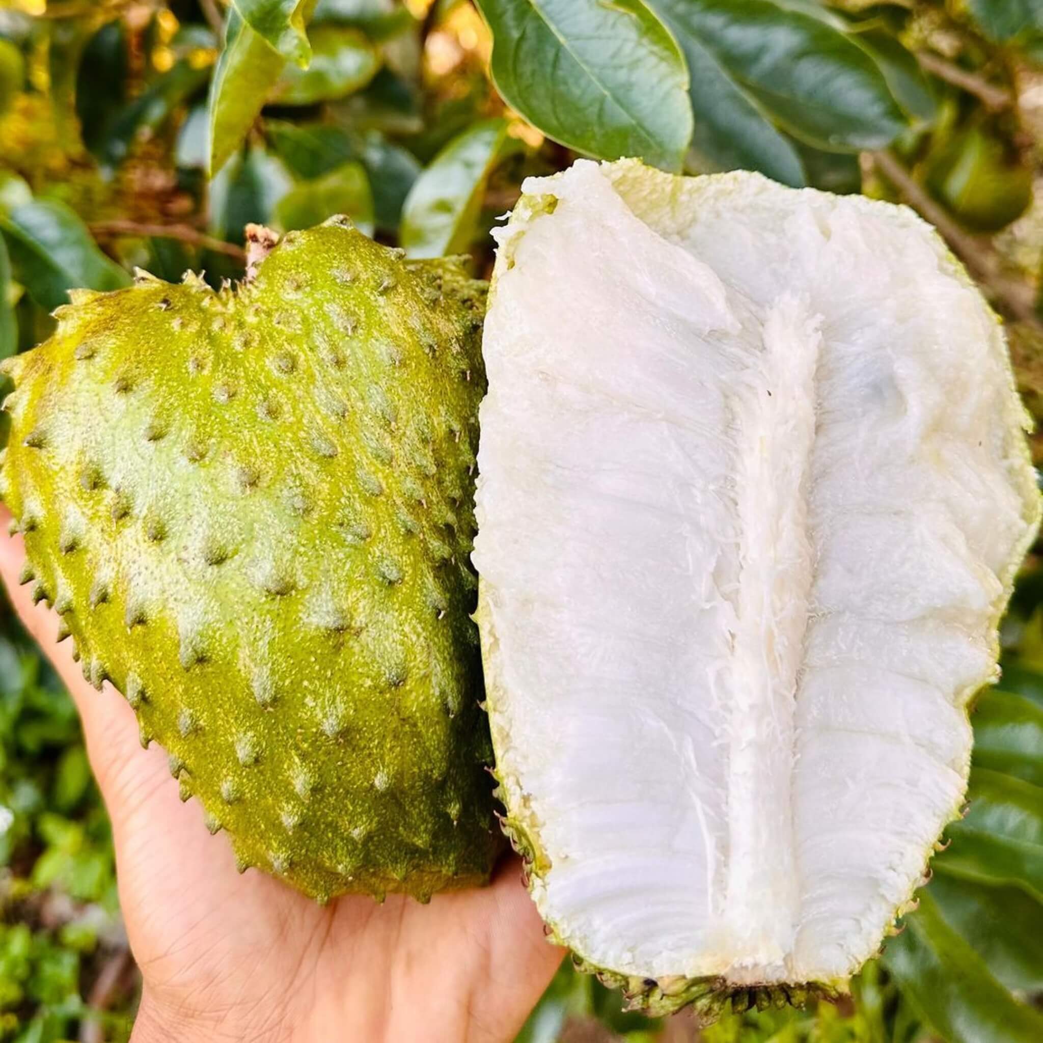 13 Powerful Benefits of Soursop Leaf Tea 1