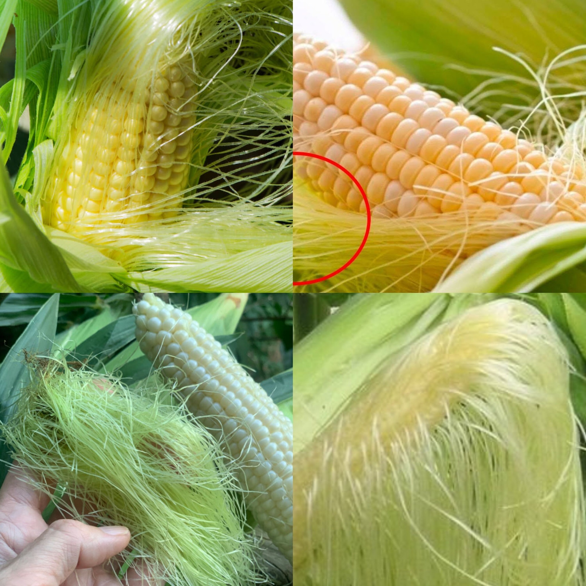 Corn silk has several health benefits, so don't throw it away. 1