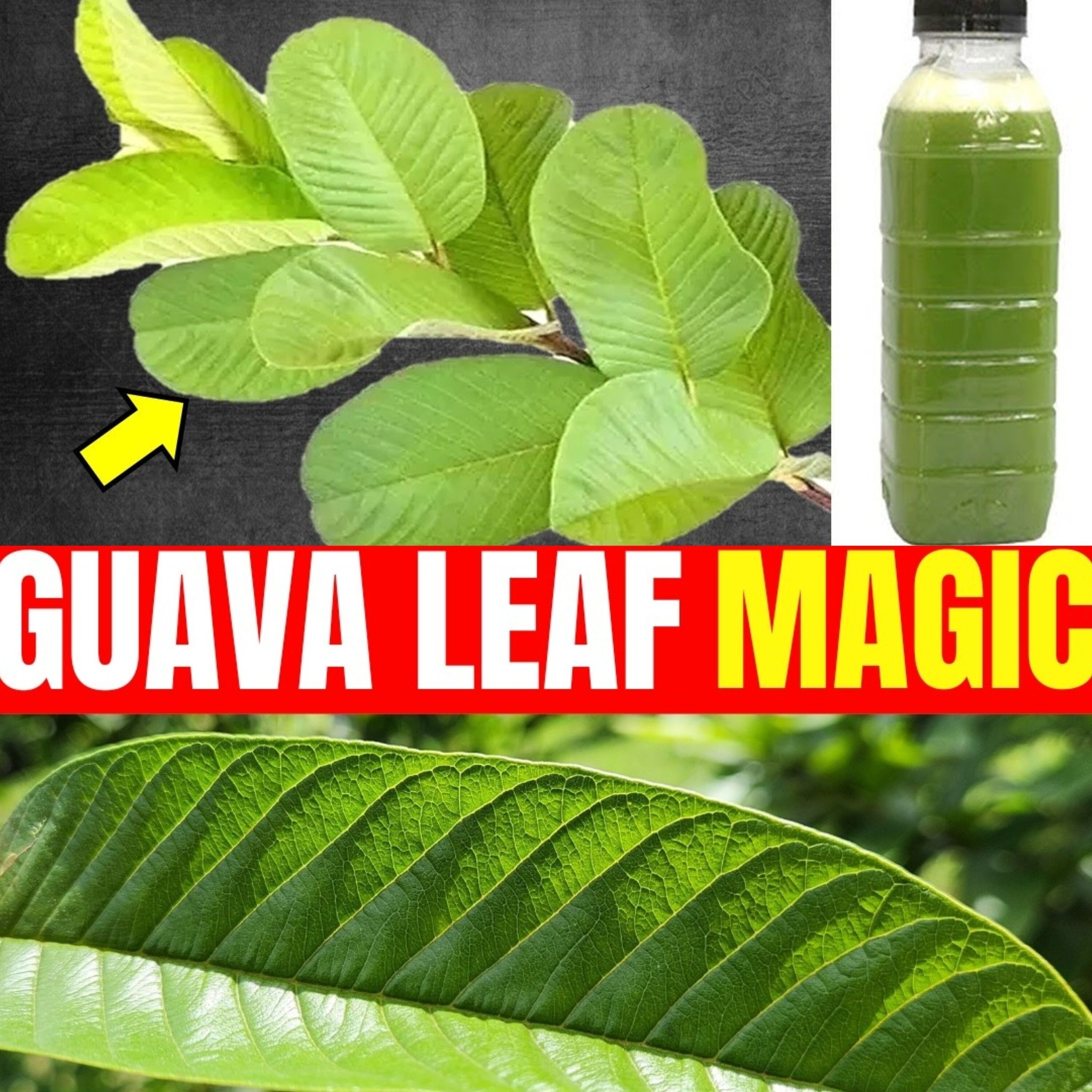 1 Leaf Destroys Diabetes 1