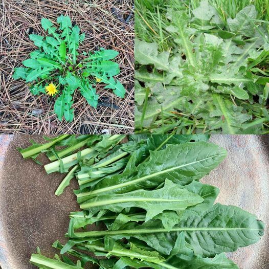 One of the most amazing plants in the world is the dandelion 1