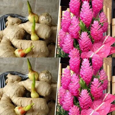 How to Grow Ginger Indoors in an Infinite Supply 1