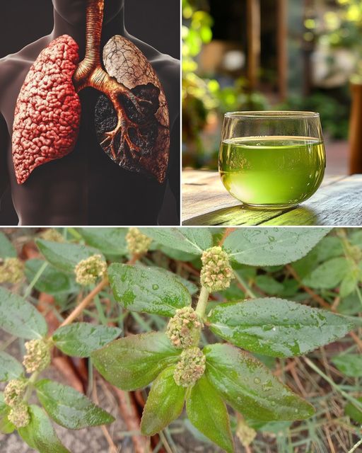 Euphorbia Hirta: A Wonder Herb with Various Advantages 1