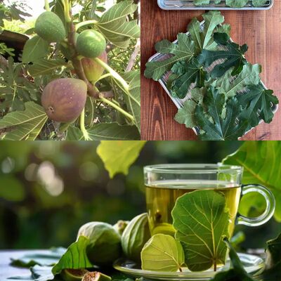 Fig Leaves' Secret Power An All-Natural Home Cure 1