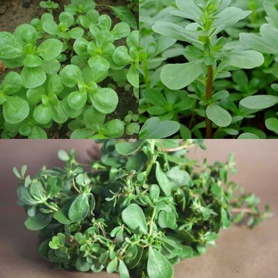 Find Your Garden's Hidden Health Treasure The Purslane 1