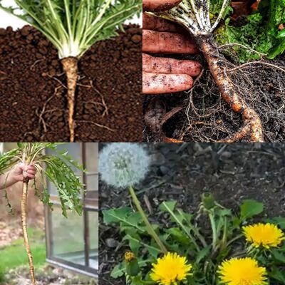 Discover the Marvels of Dandelion Roots 1