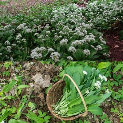 Finding Ram Sons' Hidden Treasures 1