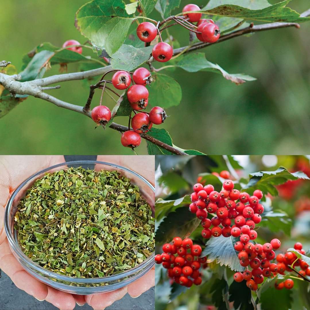 Hawthorn's Amazing Healing Properties 1