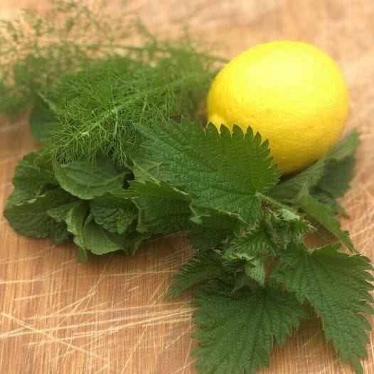 Refreshing Nettle and Lemon Syrup 1