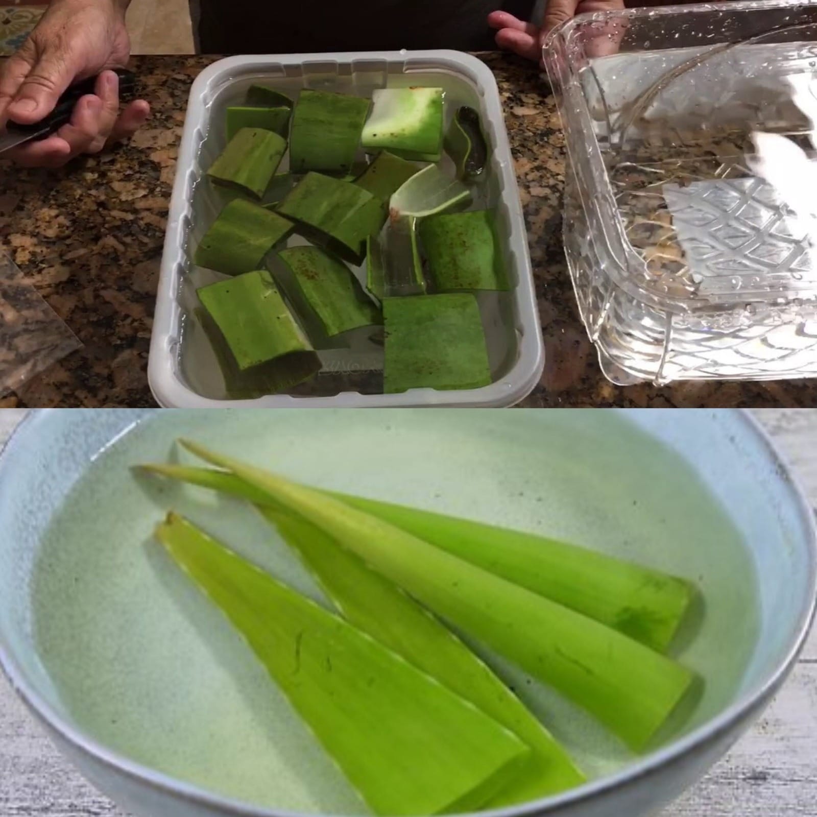 How to Prepare Aloe Leaves for Edible Use and Freezing 1