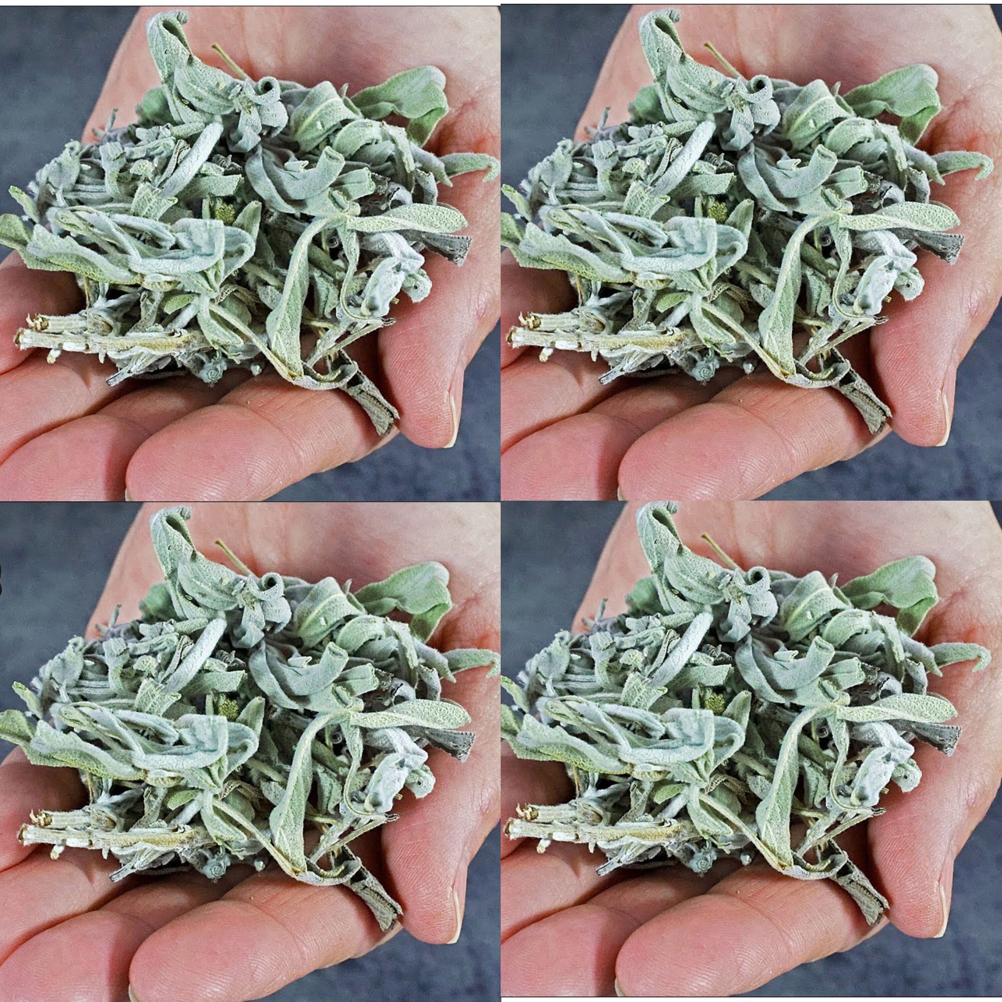 Uncover the Benefits of Sage 1