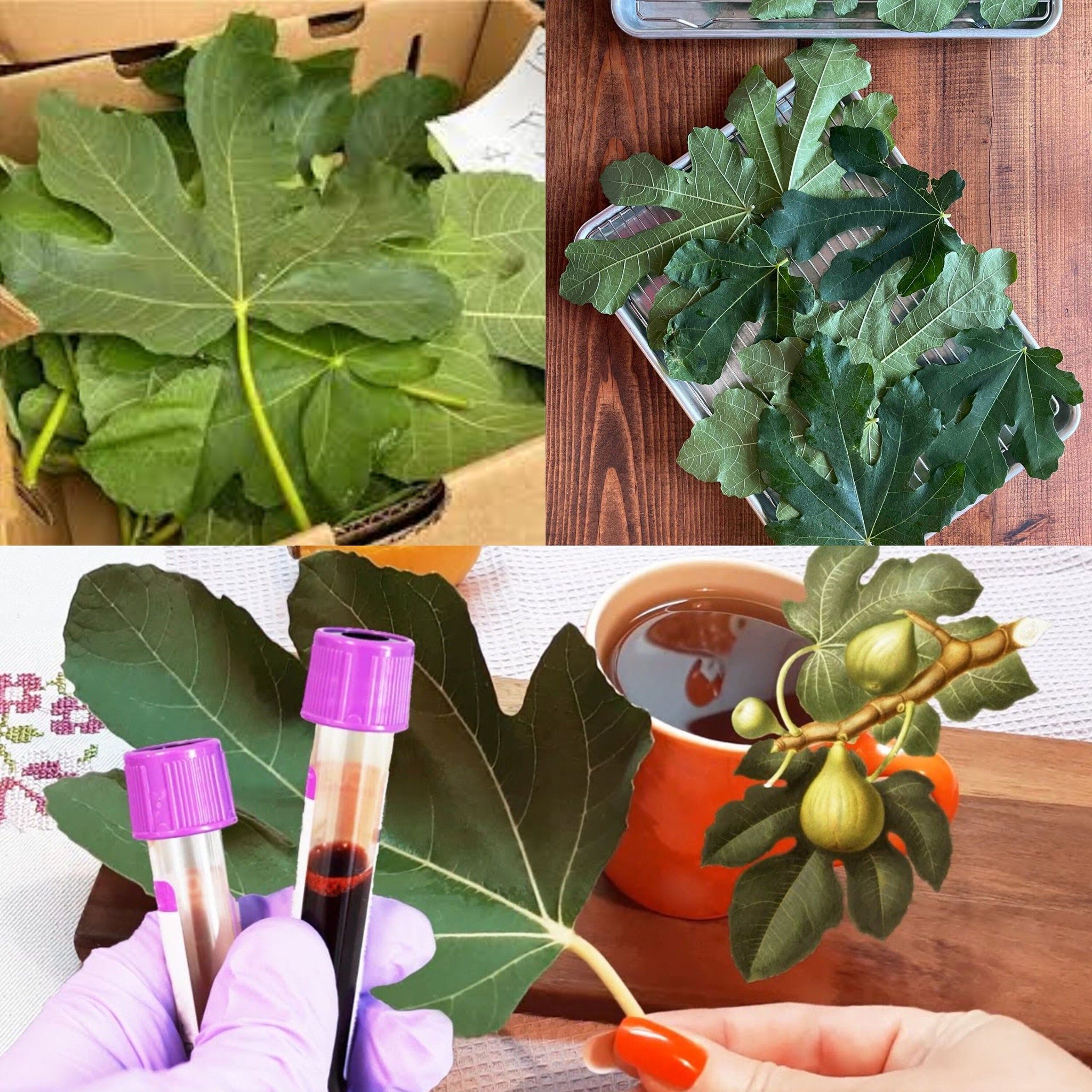 Consuming Two Fig Leaves Every Day 5