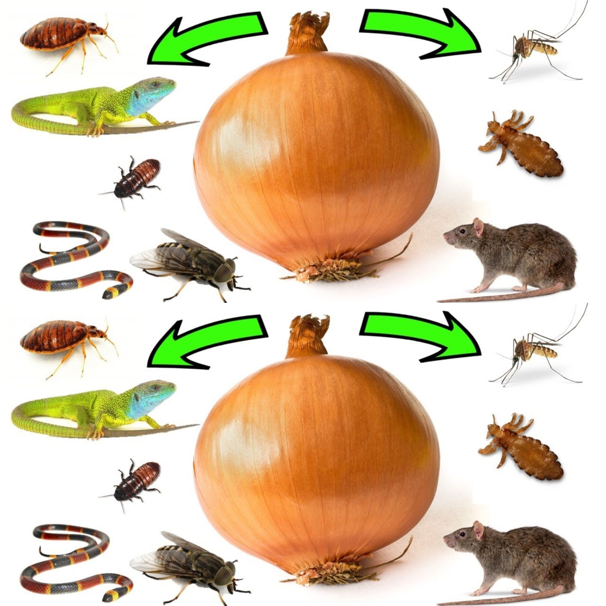 How to Use Onions to Get Rid of Pests 1