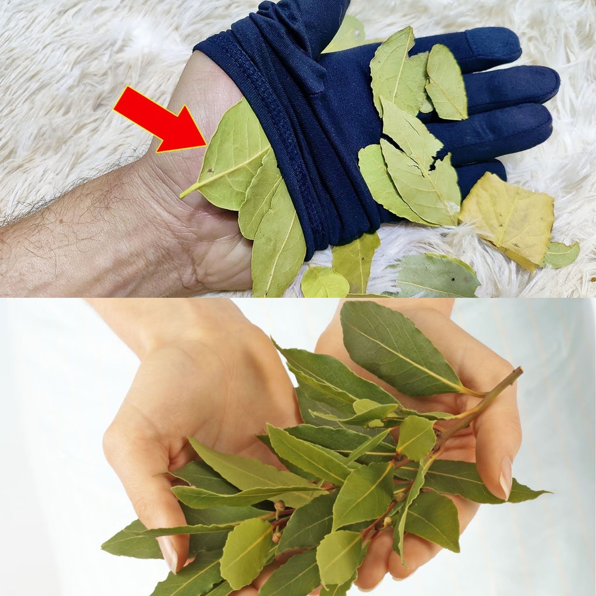 Hold One Bay Leaf, 1