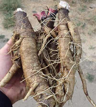 Your Road to Health with Burdock Root 1