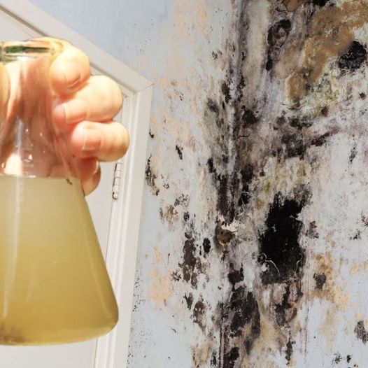 The Power of Tea Tree Oil: Just One Drop Can Combat Wall Mold 1