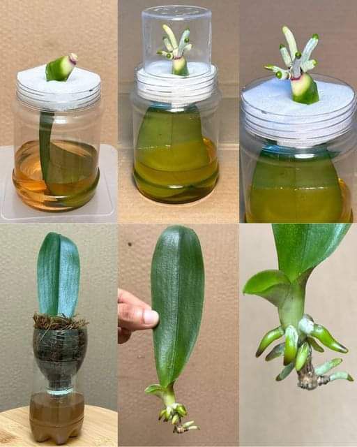 How to Grow Orchids Using the Steam Method 1