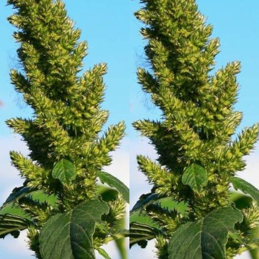 Pigweed's Health Benefits 1