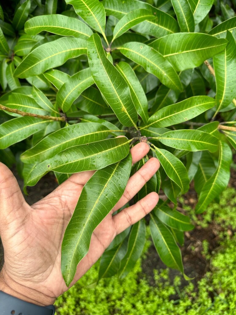 mango-leave-benefits
