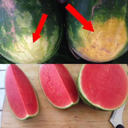 How to Choose the Ideal Watermelon 1