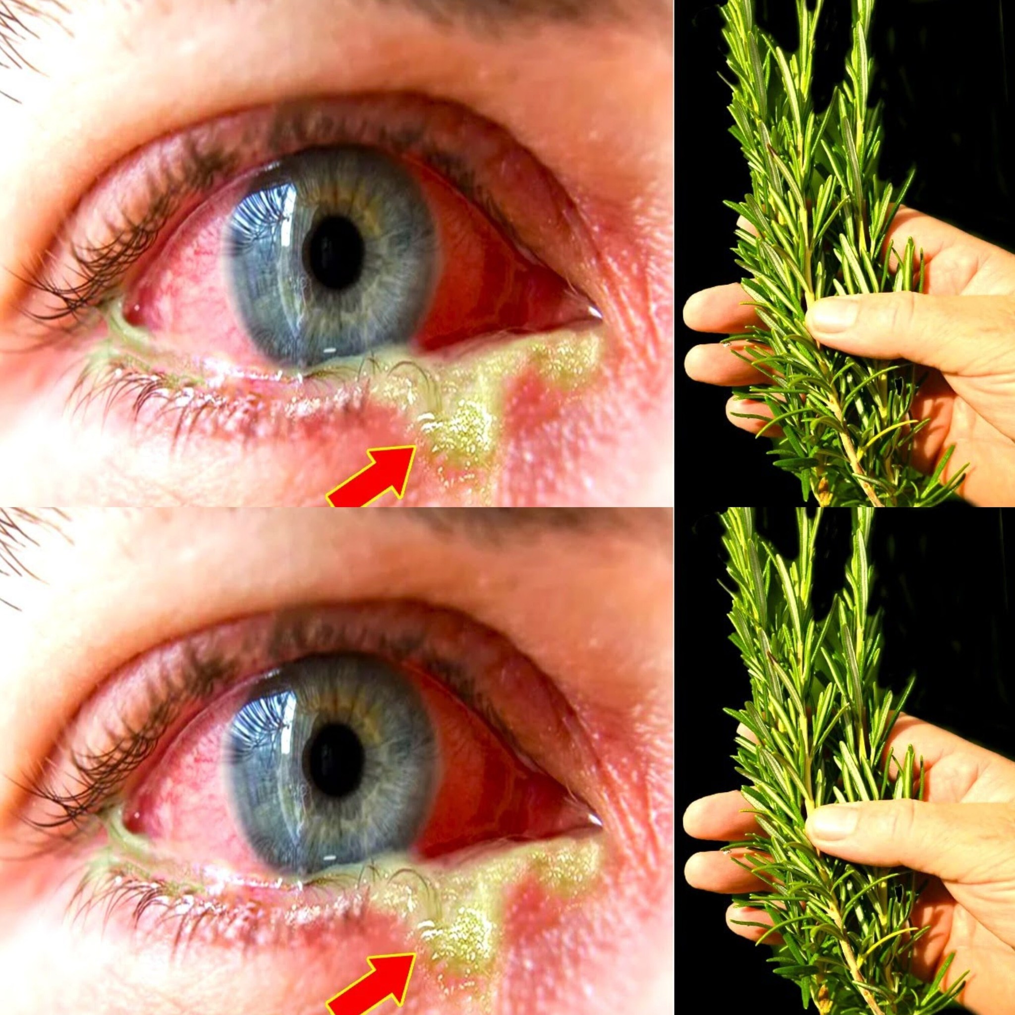 The Amazing Benefits of Rosemary 1