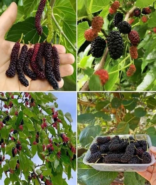 The Powerful Mulberry: The Best Friend of a Homesteader 1