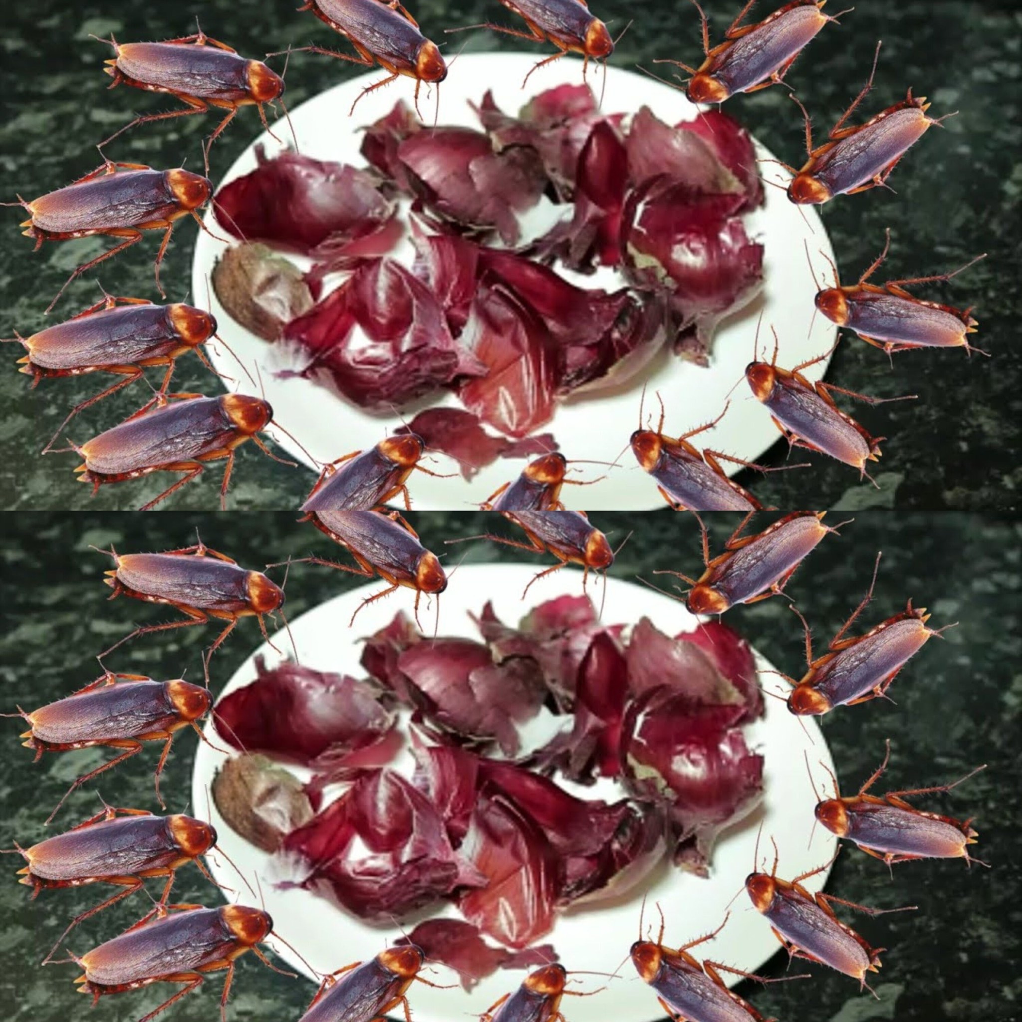 How to Get Rid of Cockroaches Naturally Without Using Chemicals 1