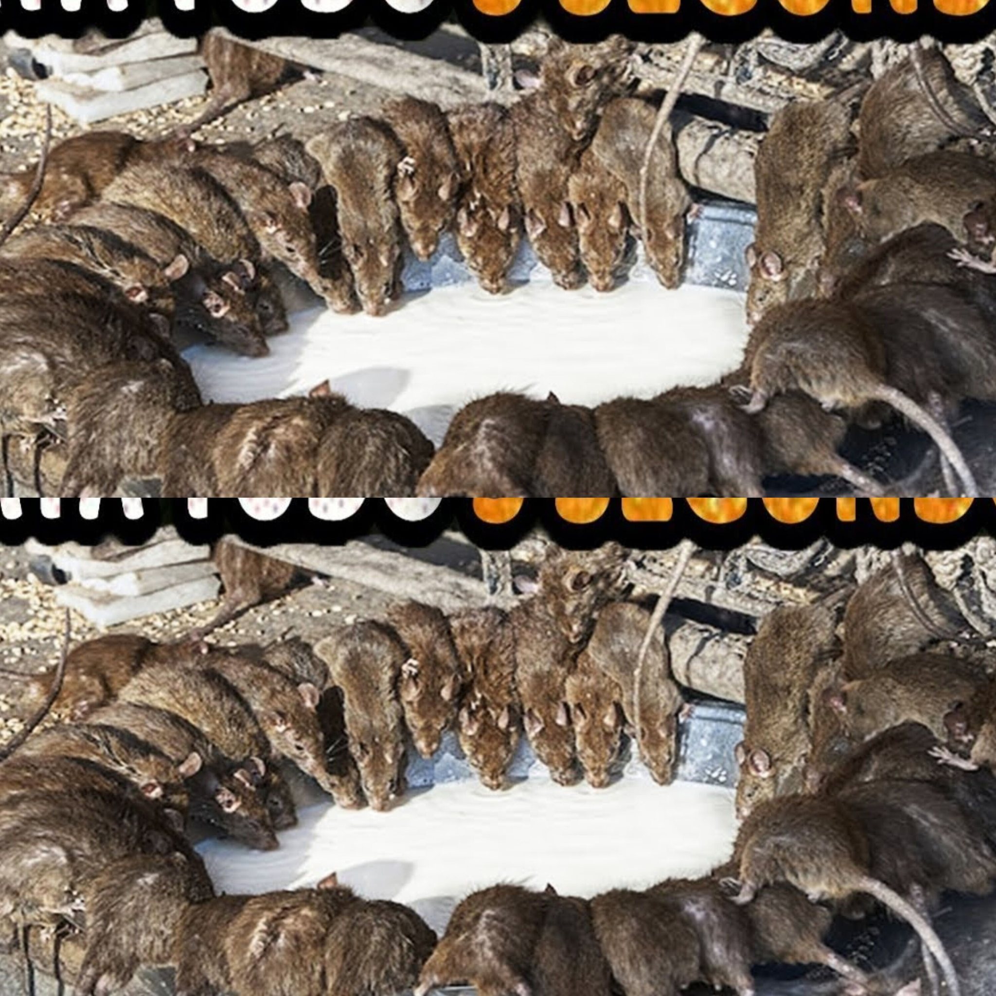 Methods for Humanely and Effectively Getting Rid of Rats 1