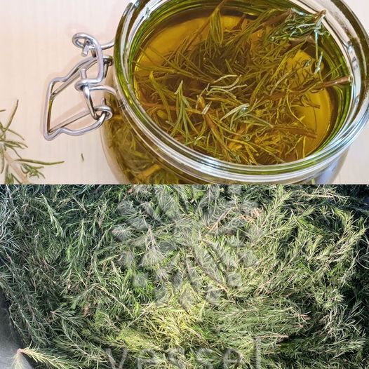 Use Rosemary Macerate to Increase Blood Circulation and Encourage Healthy Hair 1
