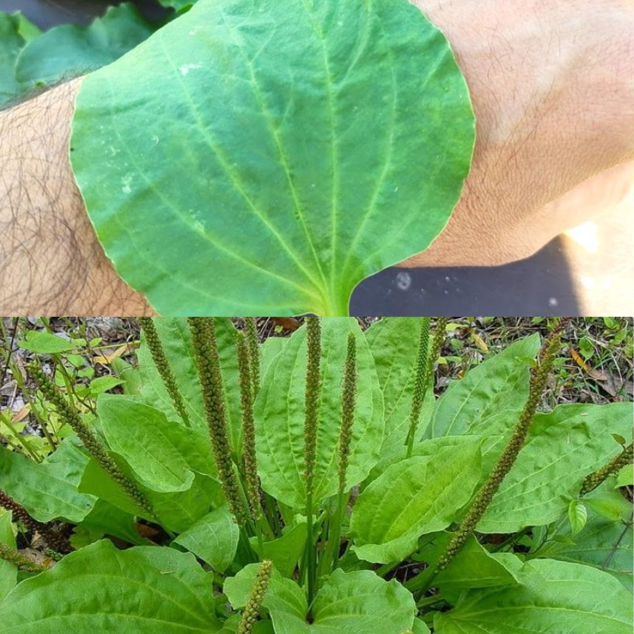 The Incredible Healing Power of Plantago Major (Broadleaf Plantain) 1