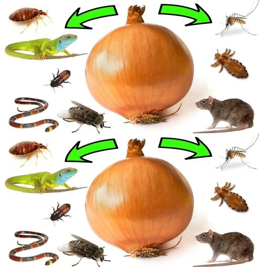 How to Use Onions to Get Rid of Bugs, Lizards, Cockroaches, Lice, Rats, and Flies 1