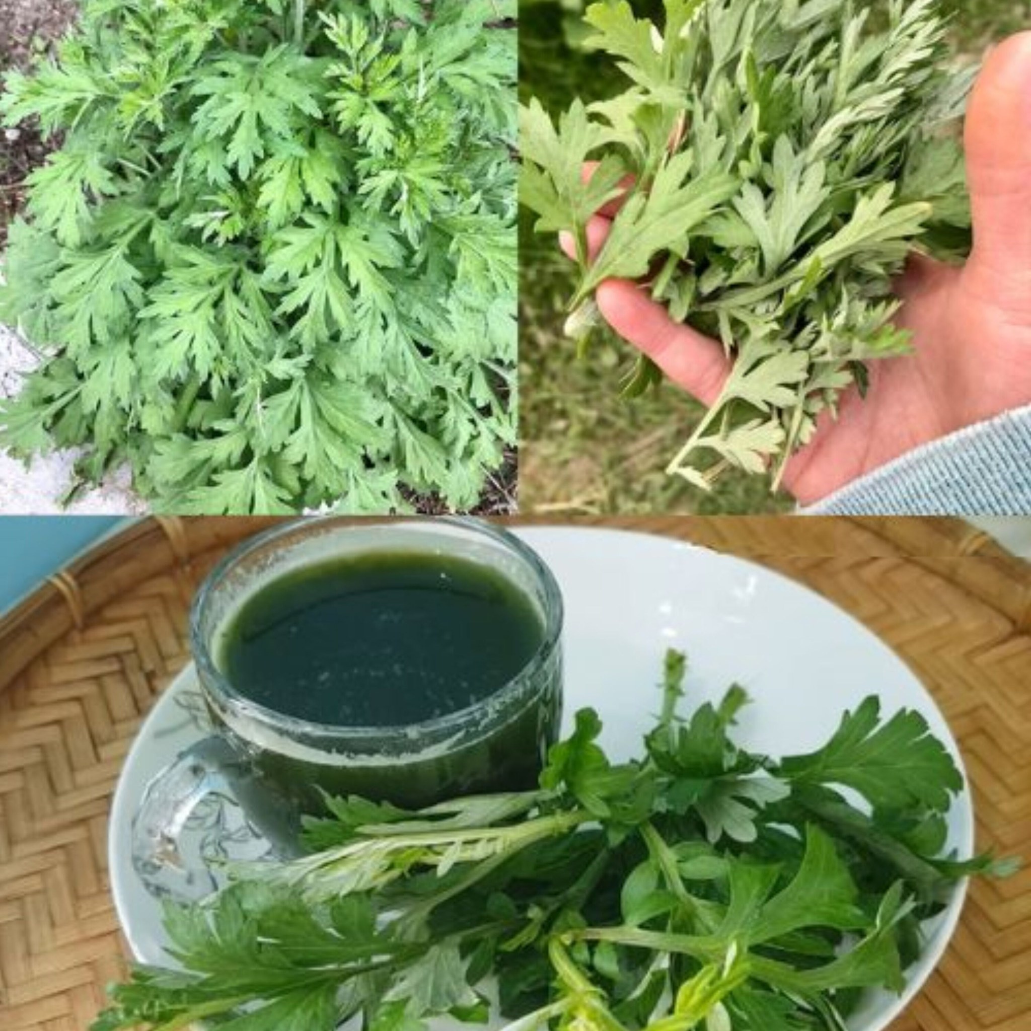 The Potent Herb You've Been Ignoring: Mug wort 1