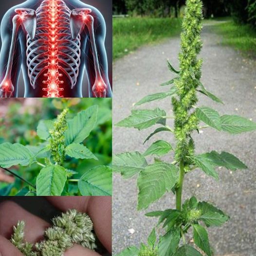 The Health Benefits of Pigweed 1