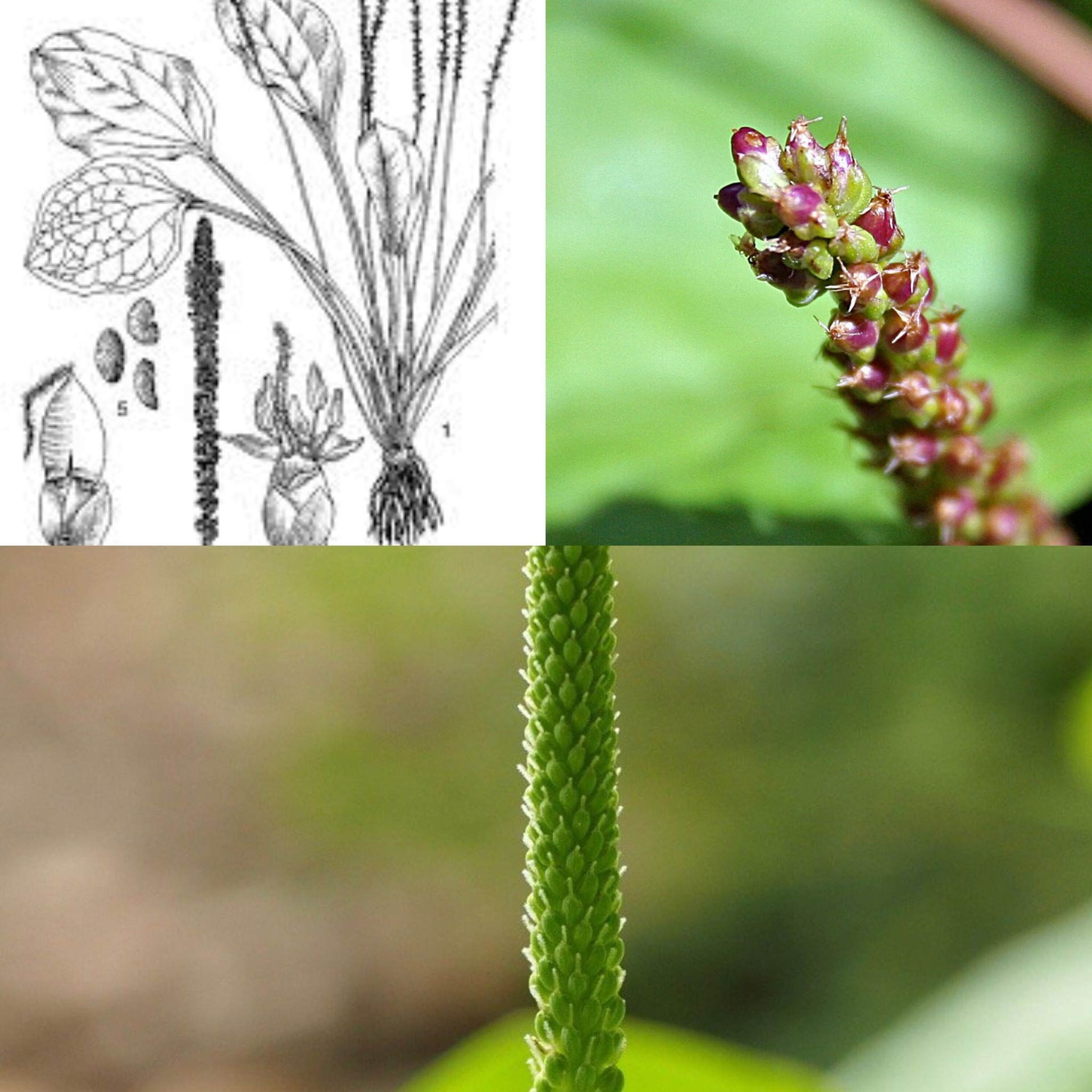 Plant ago Major: A Health Underdog 1