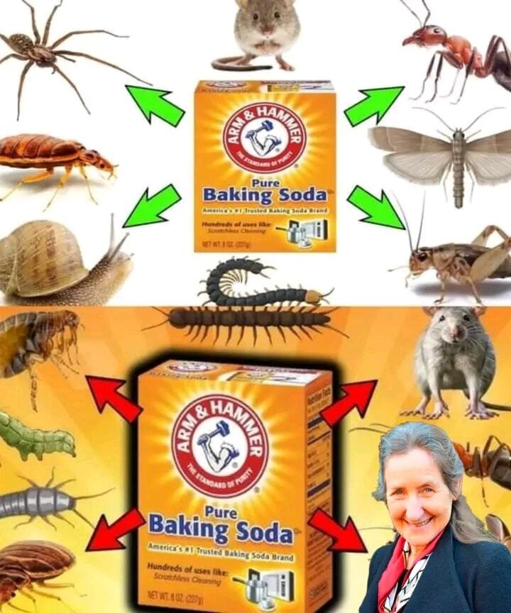 How to Naturally Get Rid of Pests using Baking Soda 1