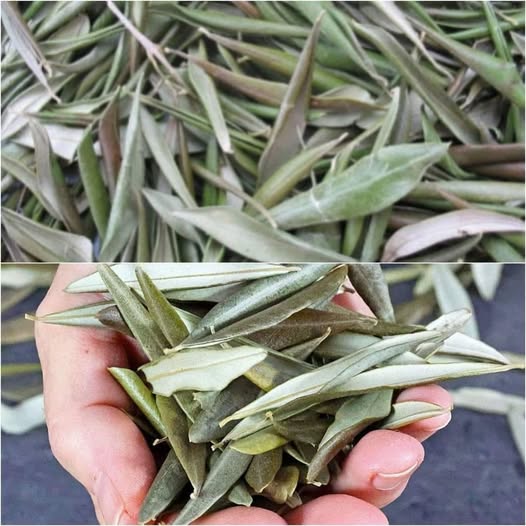 Dried Olive Leaves Miracles 1