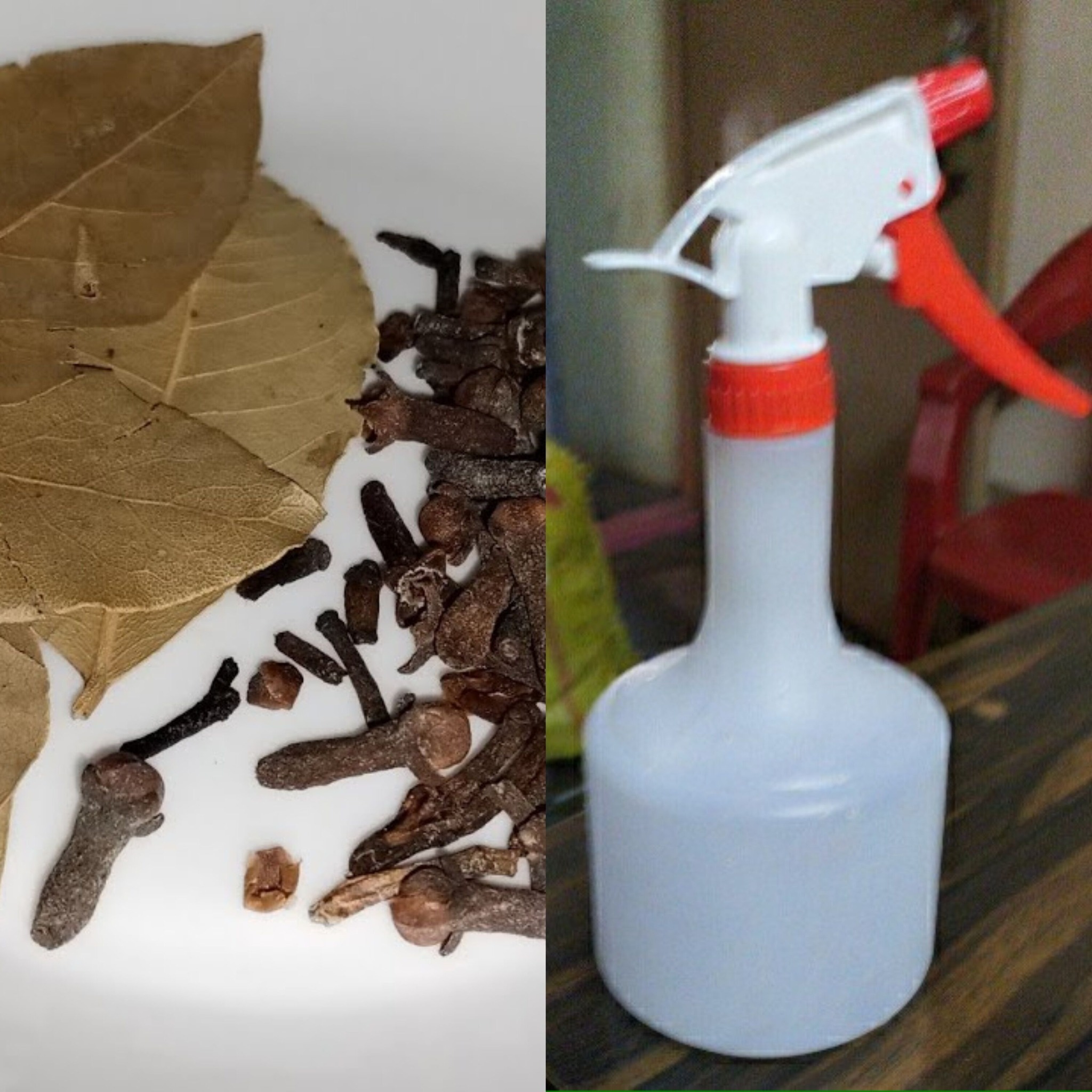 Effortless Natural Solutions to Keep Pests Away 1