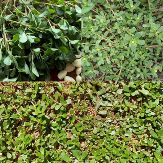 Purslane contains omega and vitamin D 1