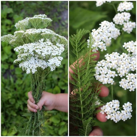 Wonders of Yarrow A Treasure for Health Benefits 1