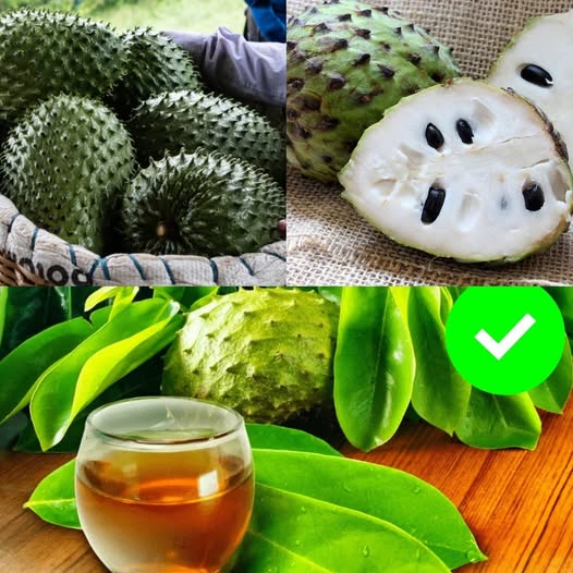 Drink Soursop Tea Daily to Experience These Amazing Benefits 1