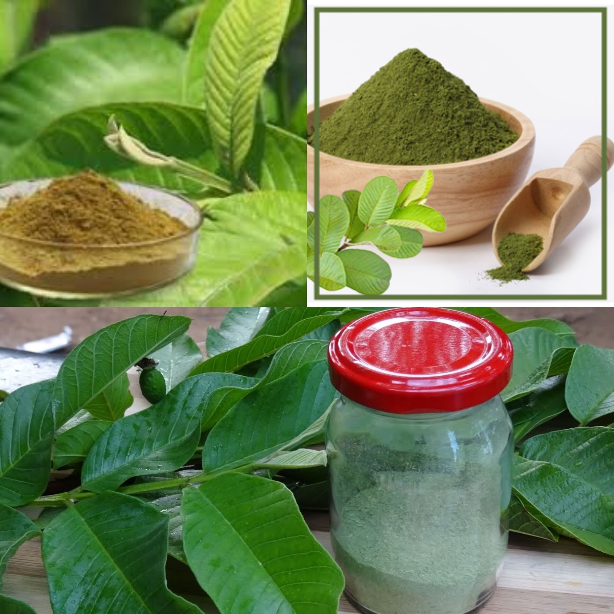 Guava Leaves Powder Make and Use 1