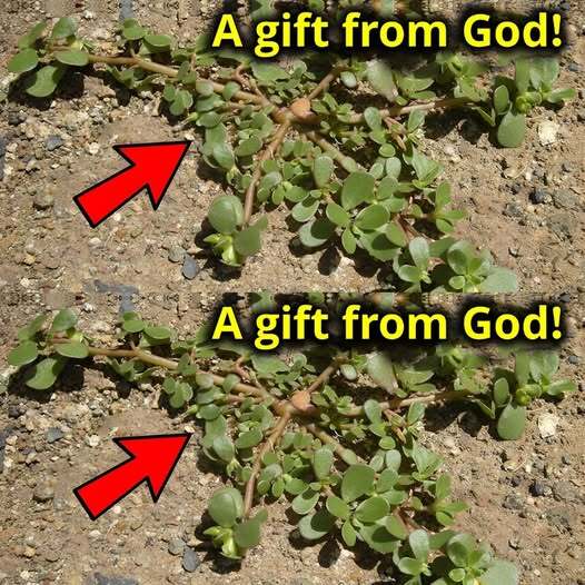 1. Natural Skin Care Products 1