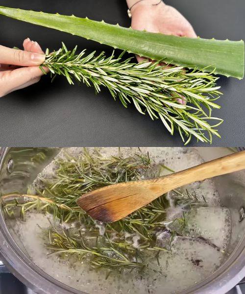 Rosemary and Aloe Vera Body Detoxification and Removal of Toxins and Fungi 1