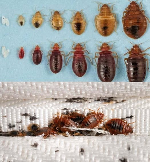 Get Rid of Bed Bugs in Your Garden 1