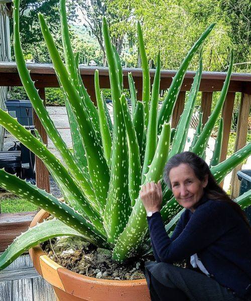 Aloe Vera Can Improve Your Daily Routine in 12 Amazing Ways 1