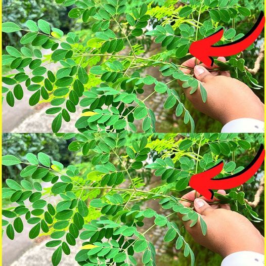 20 Amazing Benefits Of Moringa 1