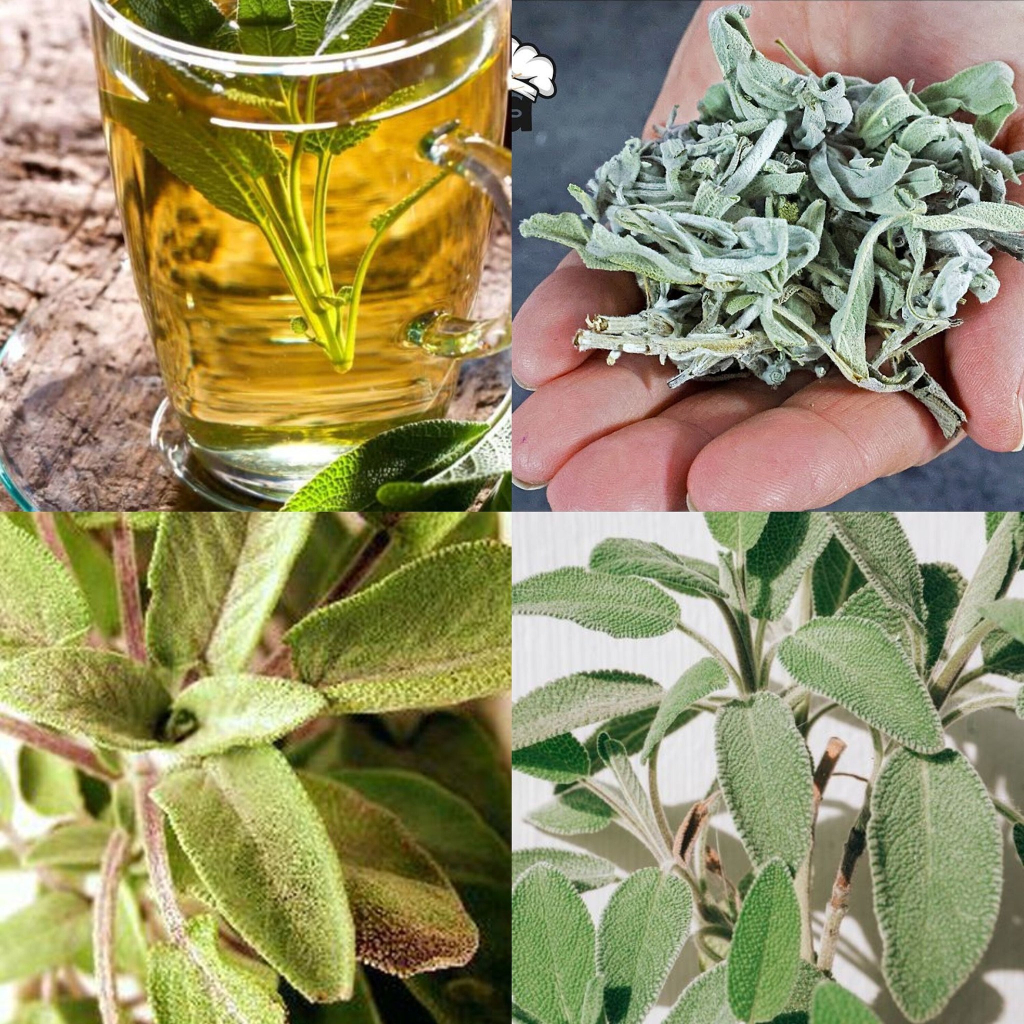 A Strong Herbal Treatment for Digestive Health 1