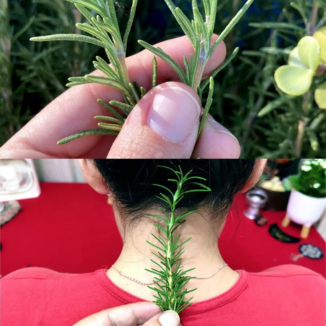put rosemary on the back of your neck. 1