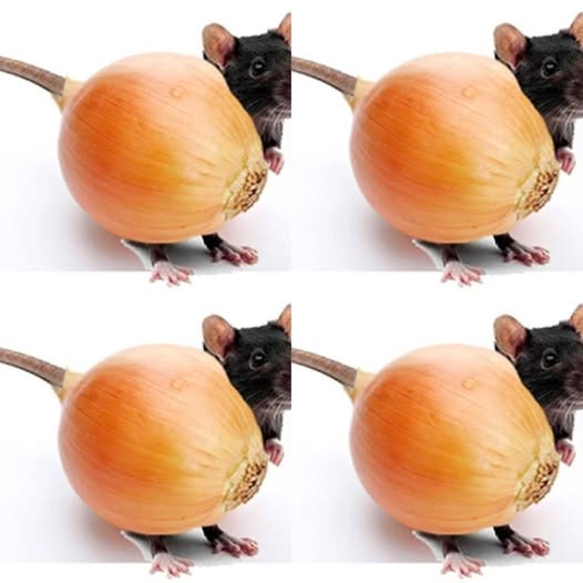 How to Make a Natural Pest Repellant using Onions 1